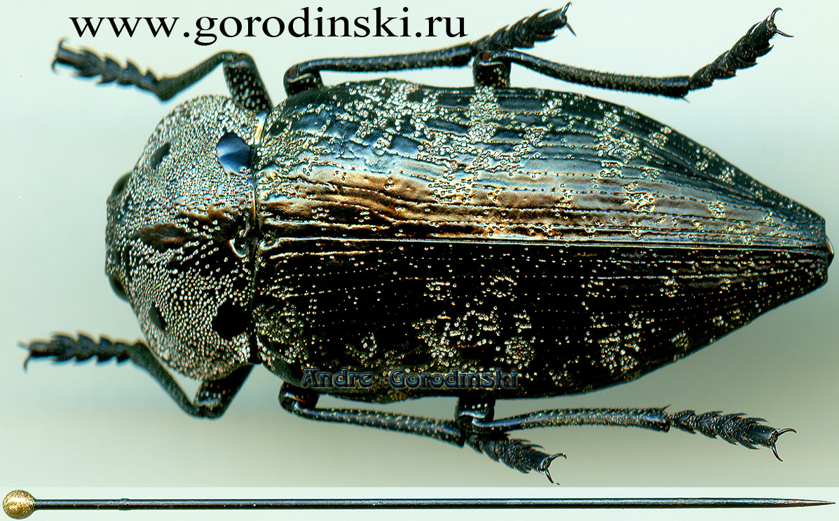 http://www.gorodinski.ru/buprestidae/Capnodis miliaris miliaris.jpg